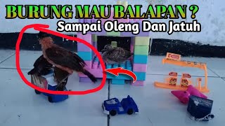 BURUNG JINAK || LAGI BERMAIN DAN NAIK MOBIL SAMPAI OLENG❓
