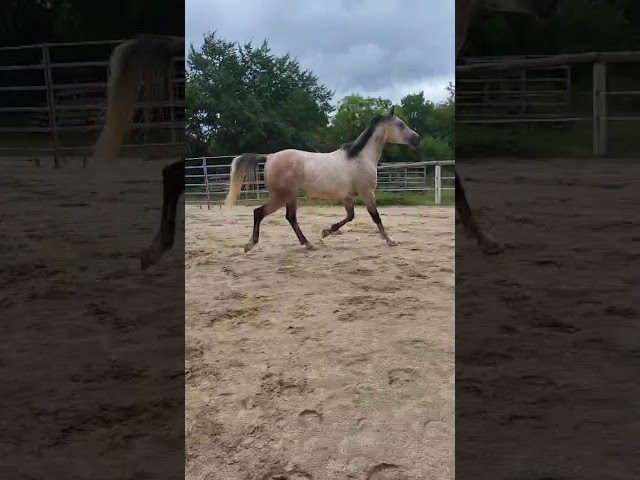 Hongre plein papier 8 ans loisir/sport