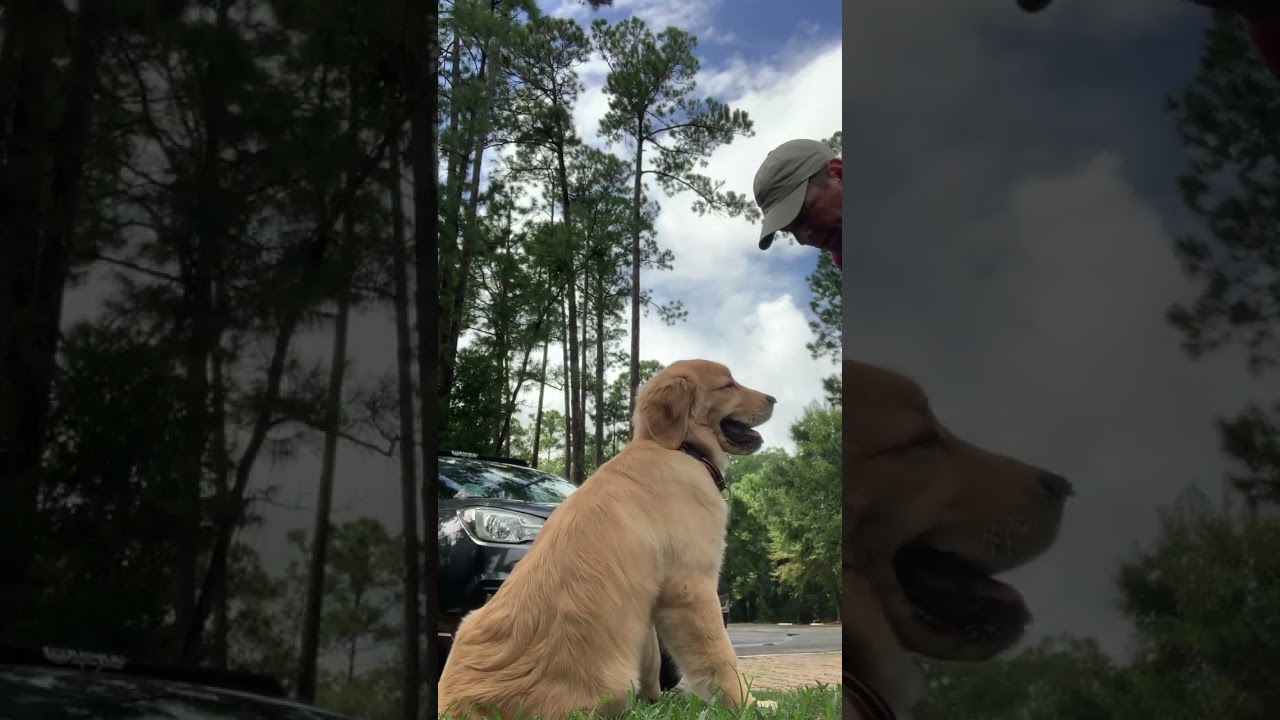 Dog Training - Teaching Enzo Down