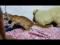 Cheetu Atrocity Hunting Mode