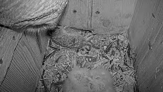 Male Barred Owl Dangles A Fish For His Owlets In The Nest Box – April 11, 2024