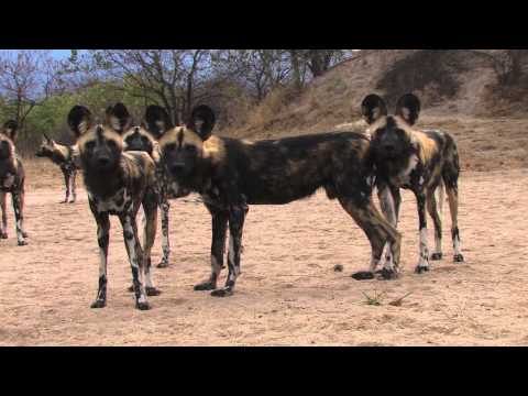 Sound of the African Bushveld, Wilddog - AFRICAN WILDLIFE