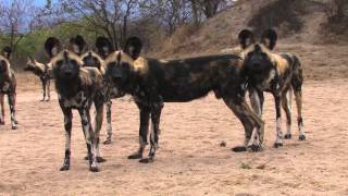 Download lagu Sound of the African Bushveld, Wilddog - AFRICAN WILDLIFE mp3