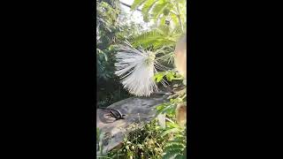 Download lagu Jinggel 100.4 Radio KRISNA FM Wonosobo Jateng versi Panen Melimpah #HerbalNARIYAH #MeilitaElaine mp3