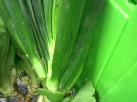 Local Box Video Apr 4 -8