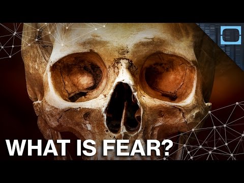 How Fear Is Wired In Our Brains