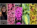 New Perennials for 2024! 😍🌿🌸 // Garden Answer