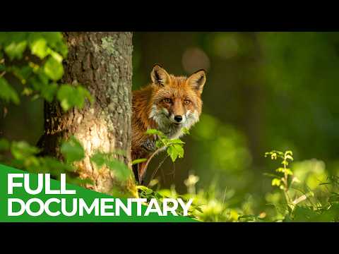 Forests of Our World: Where Wildlife and Wilderness Thrive