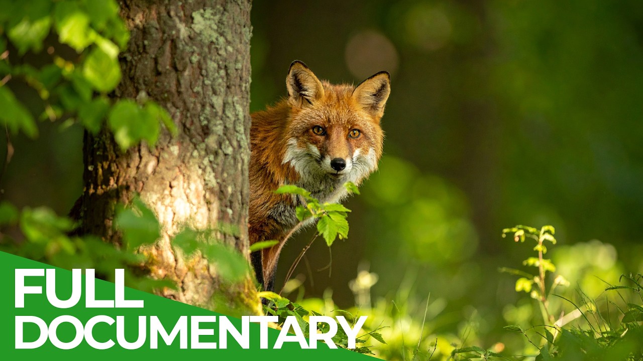 Forests of Our World: Where Wildlife and Wilderness Thrive | Free Documentary Nature