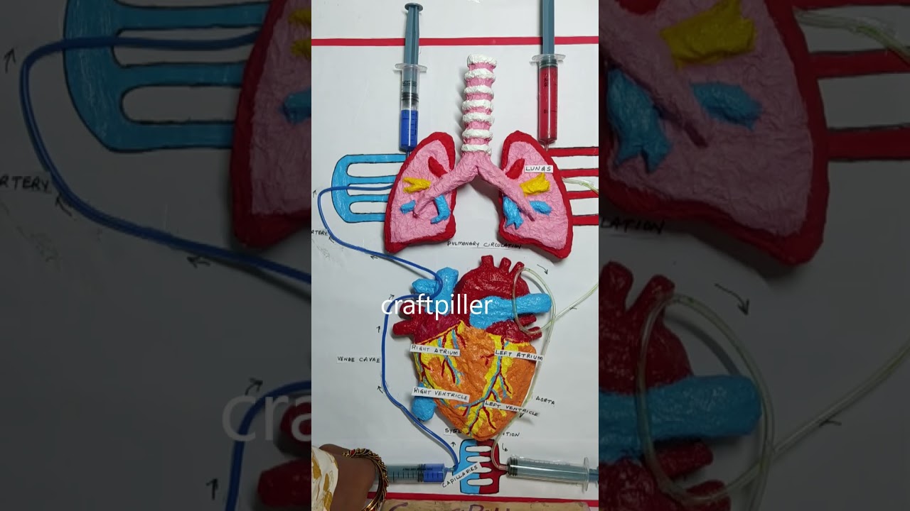 blood circulation working model - shorts - 3d with syringes | science project | craftpiller