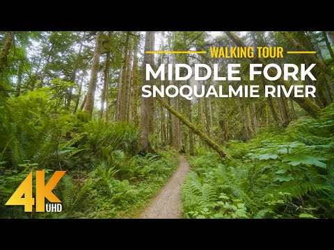 4K Forest Walk along Middle Fork Snoqualmie River Trail - Hiking with relaxing nature sounds