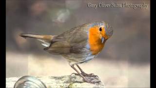 Mr Sun Tommy Edwards Photo's by G O Photography