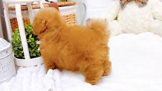 ティーカッププードルの動画01