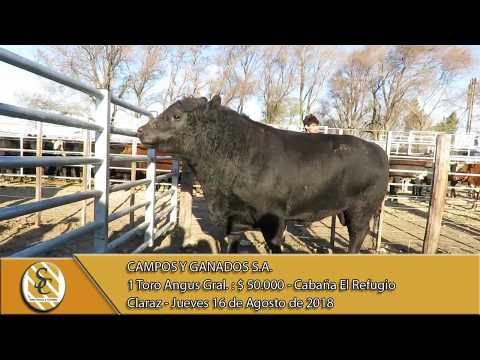 16-08-18 Venta de Toros de Cab. El Refugio - Campos y Ganados S.A. - Claraz.