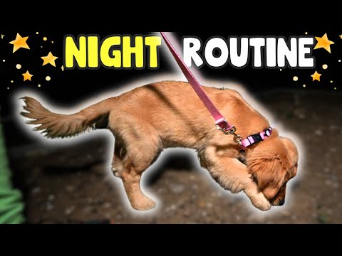 Night Routine Golden Retriever Puppy