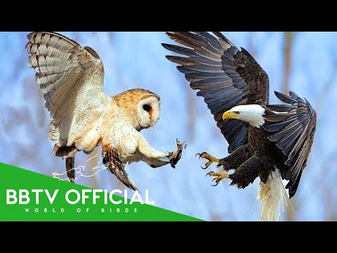 Eagle vs Owl | Who's Truly More Powerful?