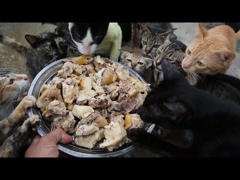 Boiled chicken - Cute kitten eat chicken cooking