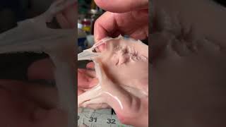 Download lagu Molding silicone in my hand 🤚 #artprocess #silicone #weird mp3