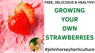 HOW TO GROW NEW STRAWBERRY PLANTS FROM RUNNERS