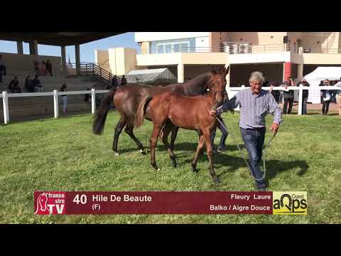 Show AQPS Lion 2017 : Lot 40 - Hile De Beaute