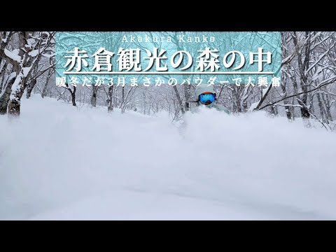 【赤観なめてた…】森の中のパウダーで大興奮!「赤倉観光/Akakan」(4K)