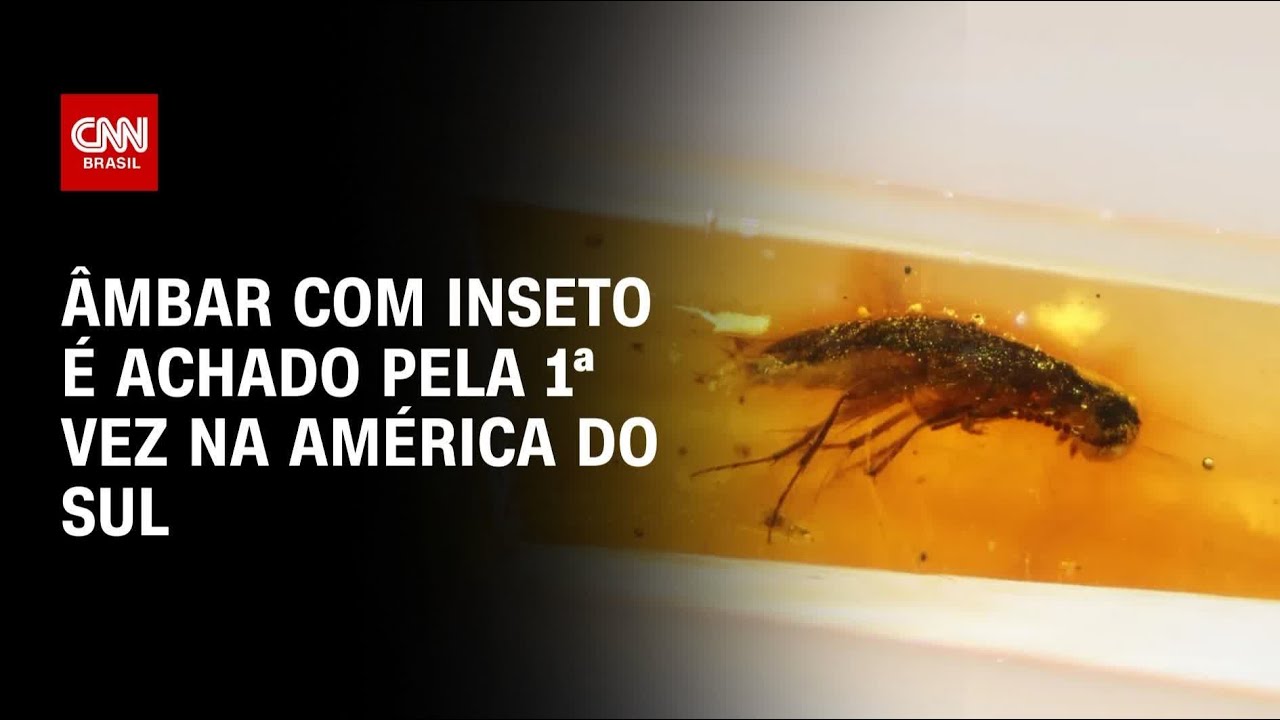 Âmbar com inseto é achado pela 1ª vez na América do Sul | CNN PRIME TIME
