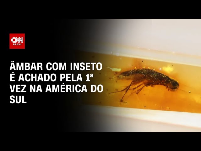 Âmbar com inseto é achado pela 1ª vez na América do Sul | CNN PRIME TIME