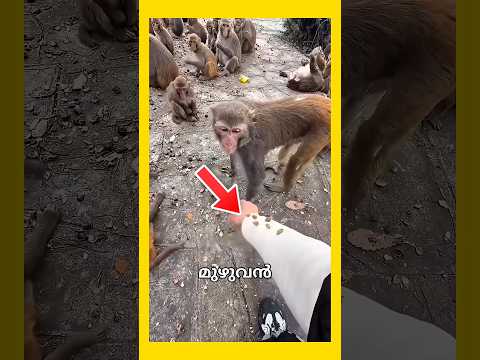 ഈ കുരങ്ങൻ ചെയ്തത് കണ്ടോ❤️ #shorts