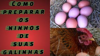 como preparar os ninhos para sua galinhas botar de maneira rapida e facil