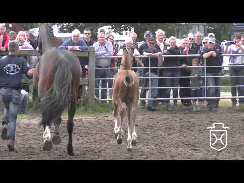 NF248 Hengstfohlen von Quidam de Revel   Cormint   Alcatraz Apple Geräte HD Höchste Qualität