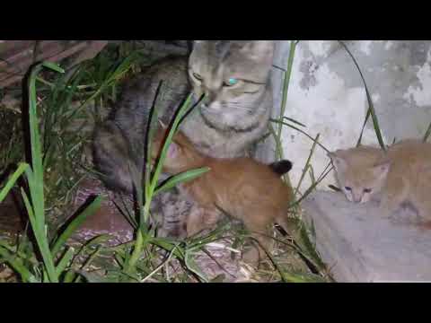 MOM CAT REJECT MILKING HER KITTENS