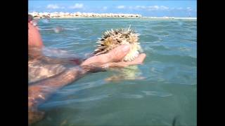 preview picture of video '2012 Montego Bay, Jamaica Self Guided Snorkeling Trip with the family'