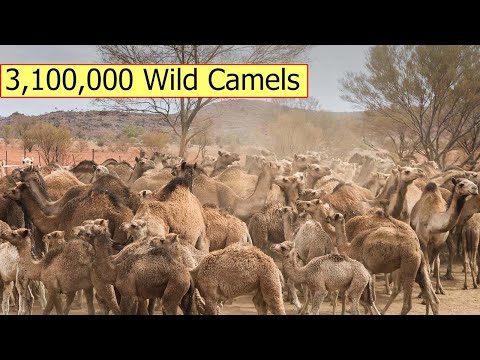 , title : 'How Do Australian Farmers Control Millions Of Invasive Animals - Farming'