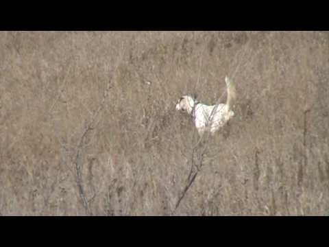 English Setter Training - Berg Brothers Blazin Bess