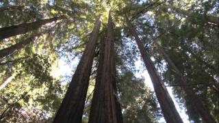 LYNYRD SKYNYRD - Free Bird