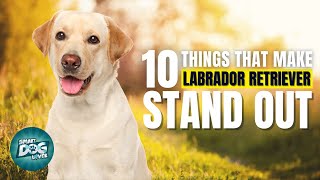 10 Things That Make a Labrador Retriever Stand Out