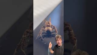 The Portia Jumping Spider is a GENIUS
