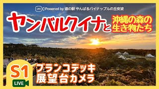 道の駅 やんばる パイナップルの丘 安波