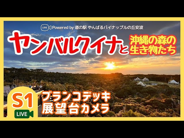 やんばるの丘の向こうにある太平洋方面（道の駅 やんばる パイナップルの丘 安波 ブランコデッキから）