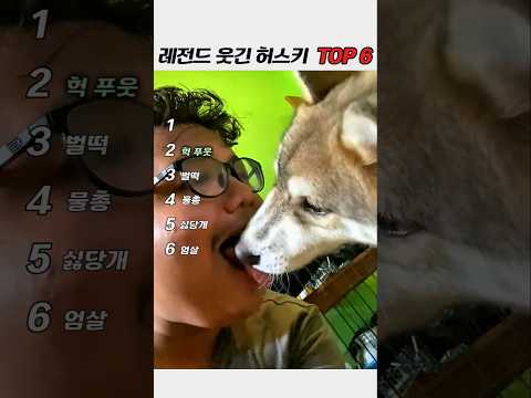 문에 발 끼자 엄살 폭발한 허스키ㅋㅋ 레전드 순간 TOP6