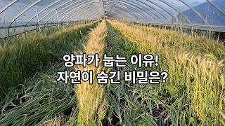 "양파대가 눕는순간 - 자연의 완료신호" [이장집 에너지 농법] 815.