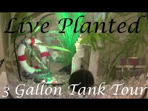 Campbell's Live Planted Tank Tour | First Aquascape!