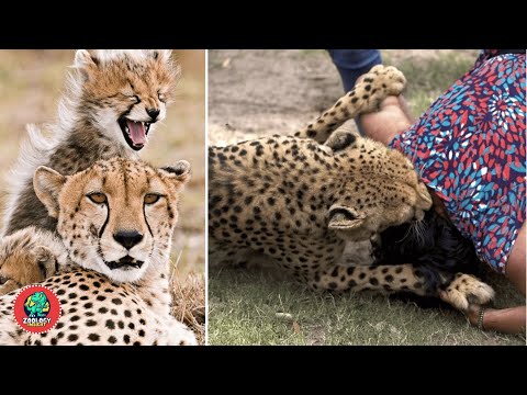 Cheetahs For Kids | Learn All About Cheetahs | Zoology Insight