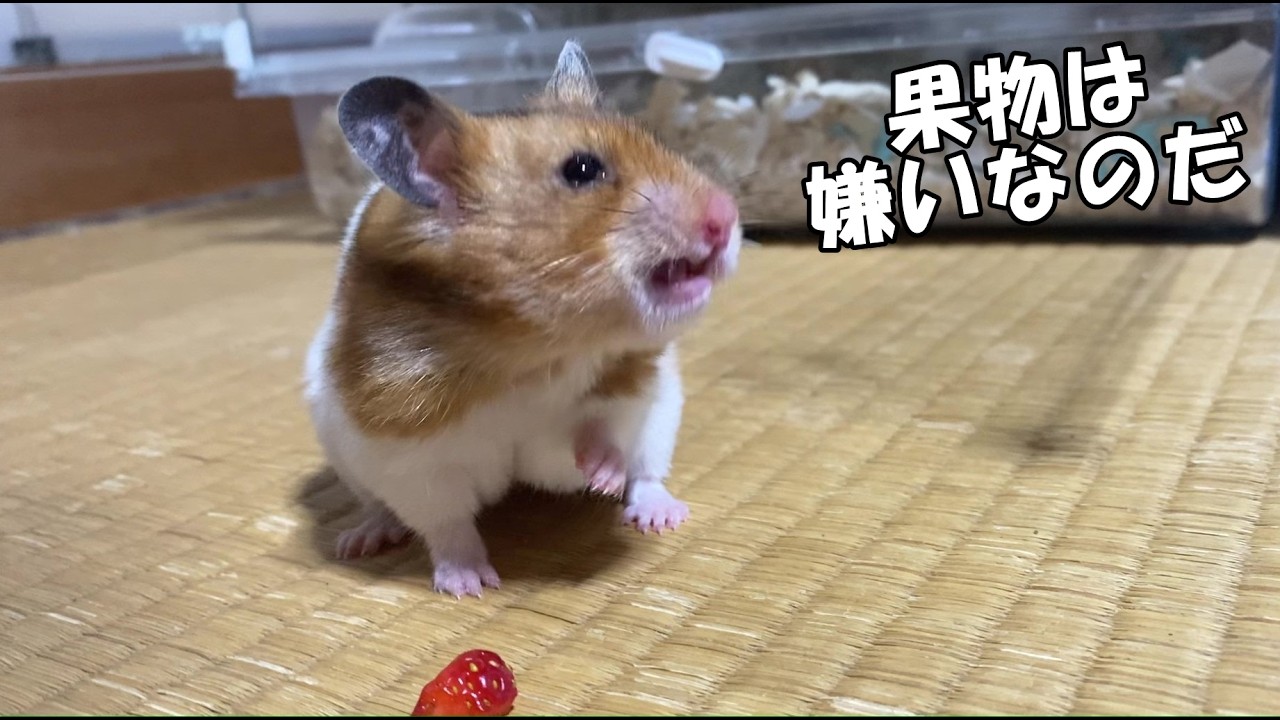 ハムスターだって嫌いなものはあるのだ