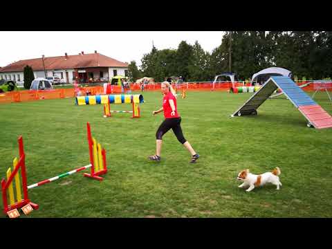 IX. Szigetköz Kupa - Dorka 2. futam A1 Agility