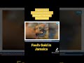 Fool's Gold in Jamaica #foolsgold #goldinjamaica #pyrite #newscorrespondent #youtubeshorts #gold #ja