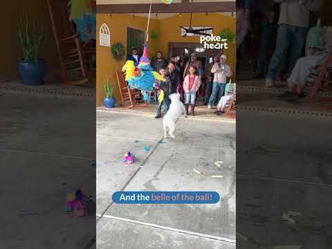 Excited Dog Happily Breaks Pinata at Party