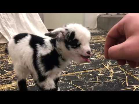 , title : 'Baby goat making the cutest noise'