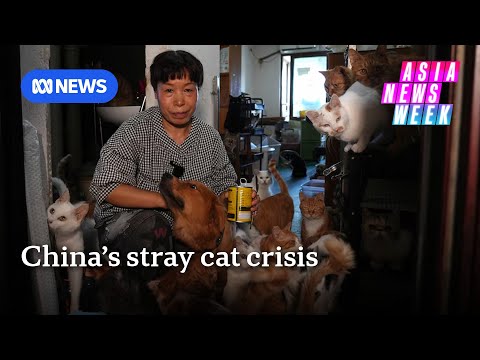 Part of a video titled China has more than 50 million stray cats — here's why | Asia News Week