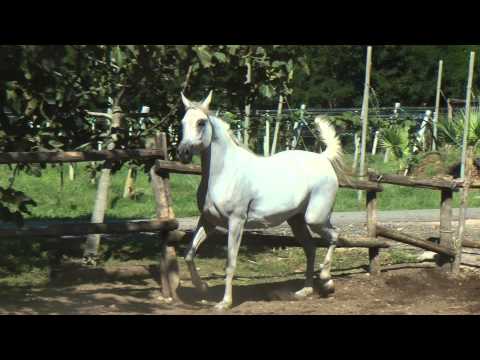 MUWASHSHA - Mare 2007